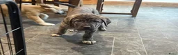 Mastiff dogs for sale: Registered Spanish mastiff puppies  - Advert 17