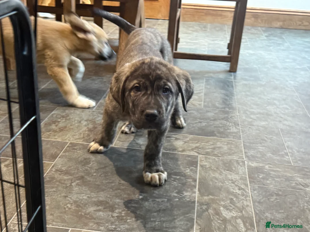 Mastiff dogs for sale: Registered Spanish mastiff puppies  - Advert 17