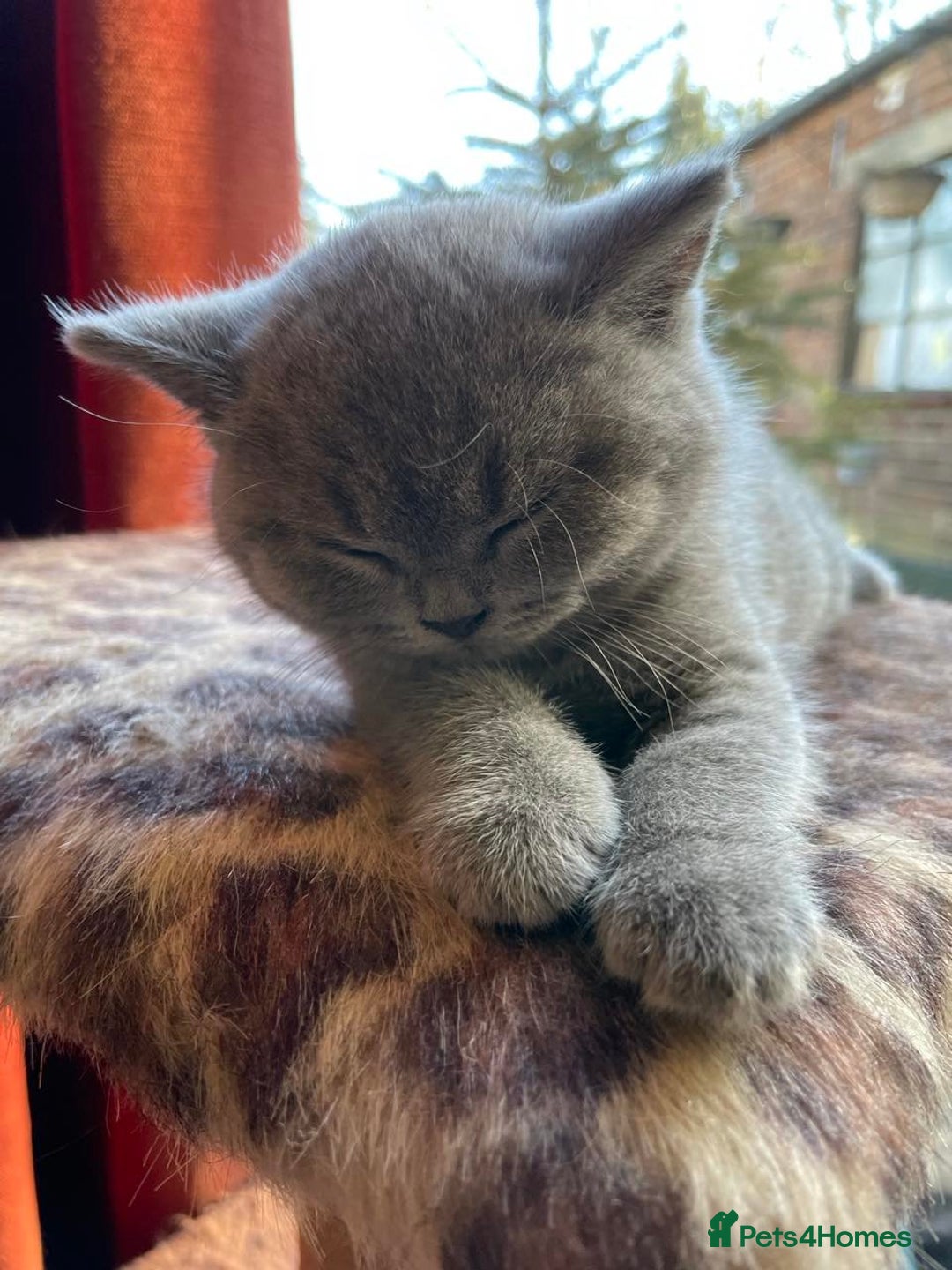 British Shorthair cats for sale: Super Cute British Shorthair babies - Advert 4