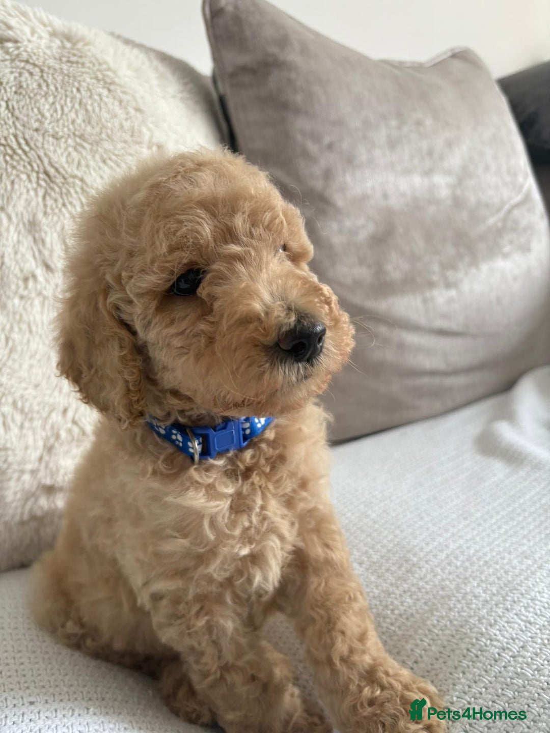 Standard Poodle dogs for sale: Stunning KC Standard Poodle Puppies for sale - Image 17