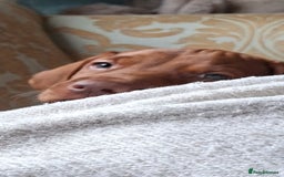 Hungarian Vizsla dogs for sale: Hungarian vizsla  - Image 24