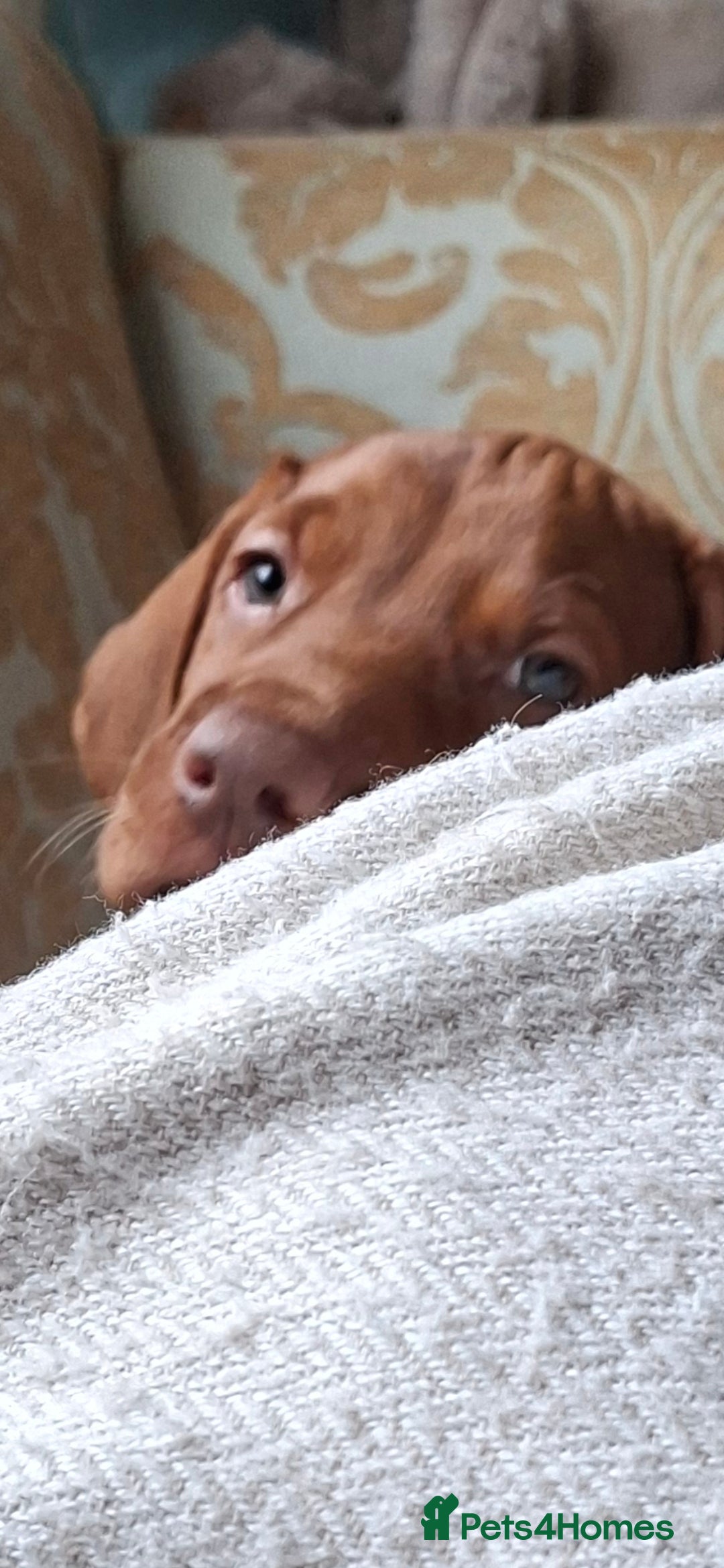 Hungarian Vizsla dogs for sale: Hungarian vizsla  - Image 24