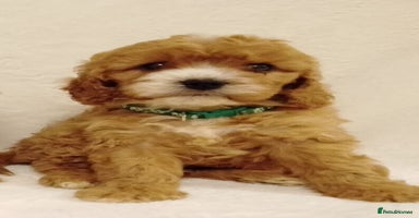 Cavapoo dogs - Advert 13