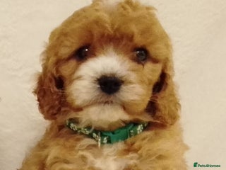 Cavapoo dogs - Advert 5