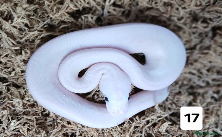 Python Snake reptiles - Advert 4