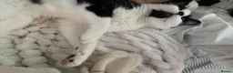 Domestic Shorthair cats for sale: Cat with behavioural issues  - Advert 14