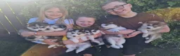 Pomsky dogs for sale: Last remaining pomsky puppy (male) 👀🏡📥 - Advert 10