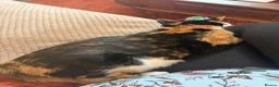 Mixed Breed cats for sale: Calico female 1 year Old in Stanley - Advert 8
