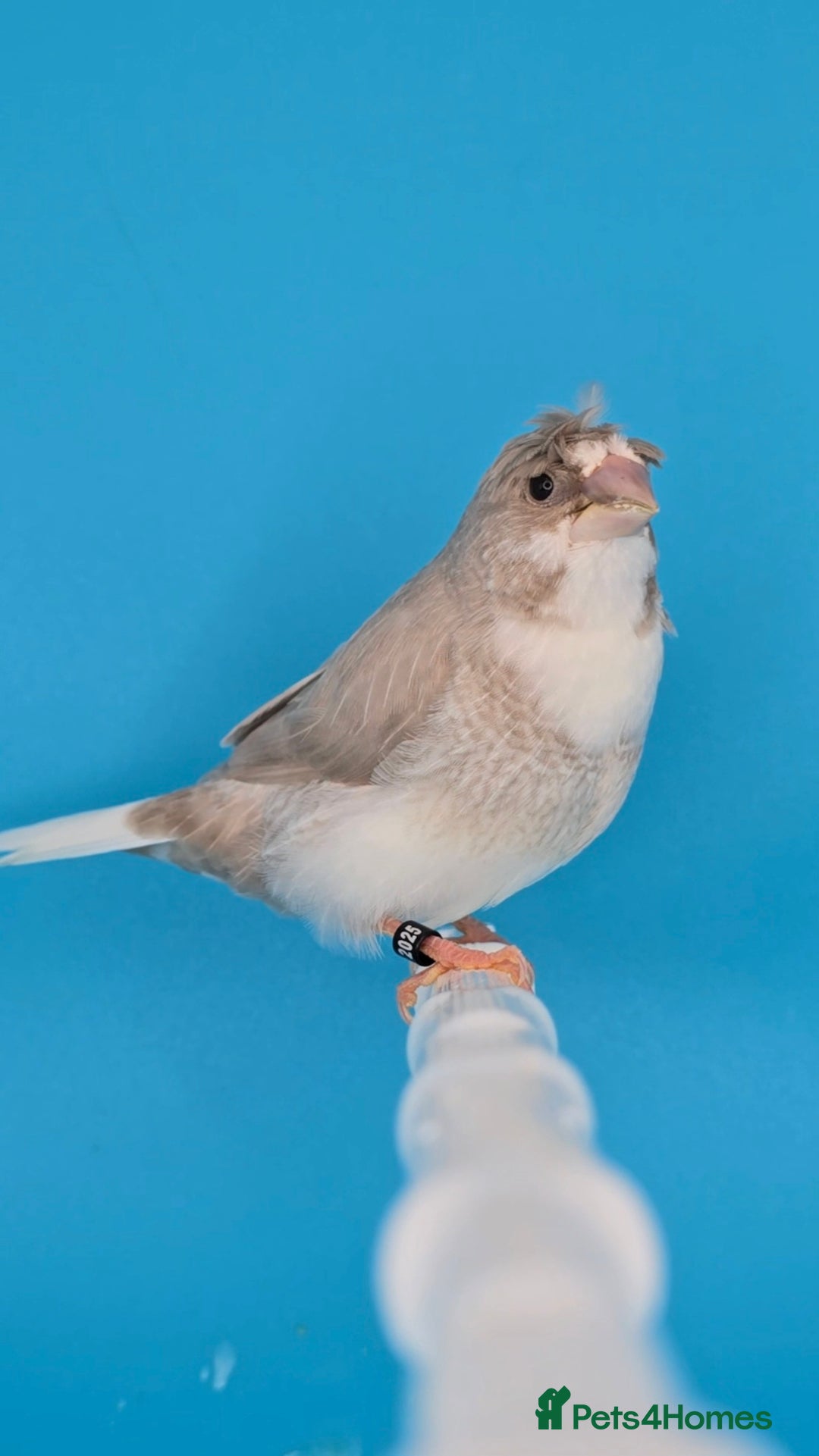 Finches birds for sale: Bengalese finches  - Advert 2