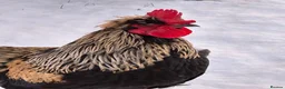 Chickens poultry for sale: RARE SHETLAND POULTRY in Wisbech - Advert 6
