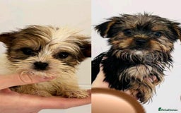 Yorkshire Terrier dogs for sale: Coloured Yorkshire Terrier Puppies  - Image 1