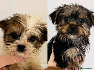 Yorkshire Terrier dogs for sale - Advert 1