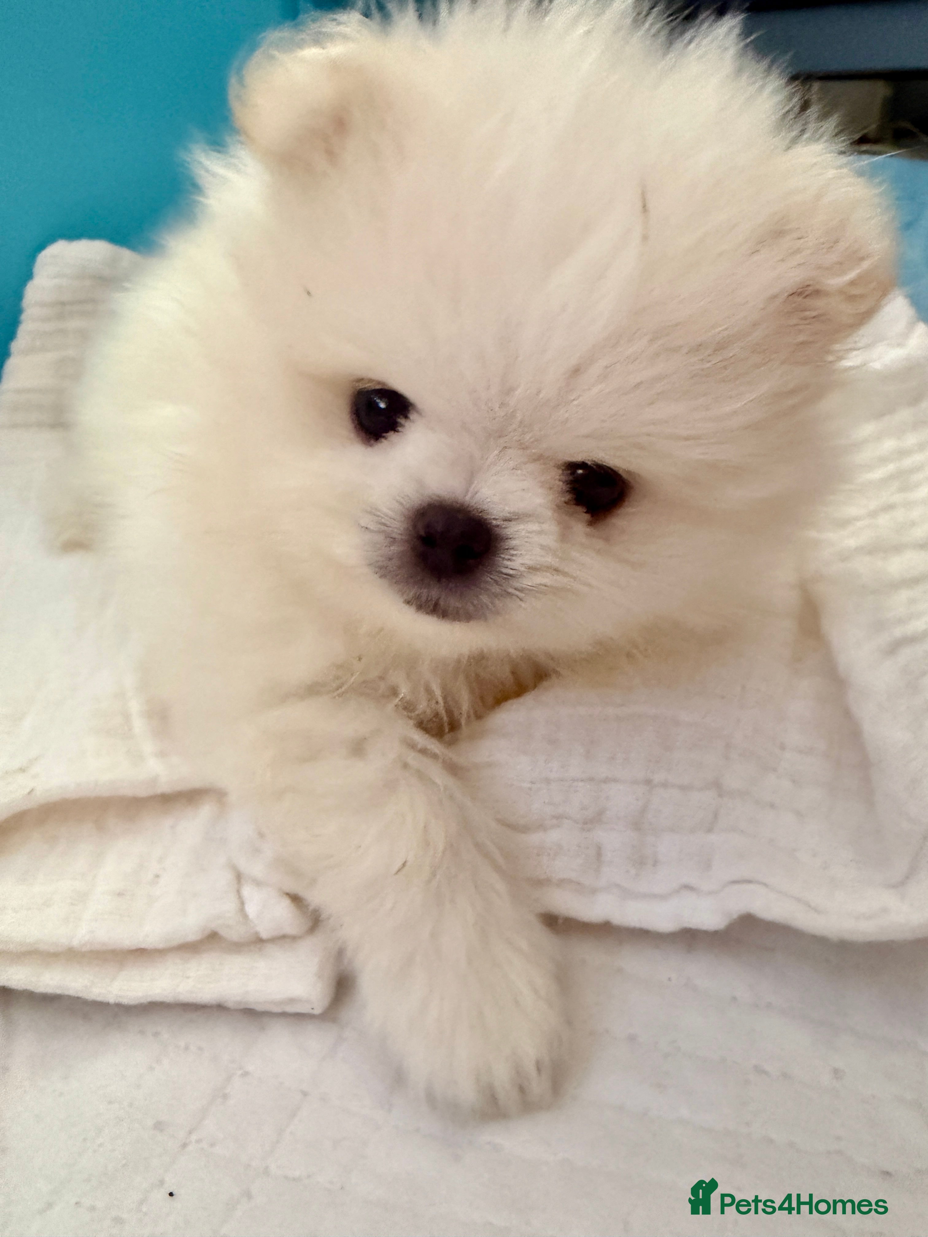Pomeranian dogs ❤️Stunning KC white boy from KC parents❤️ - Advert 2