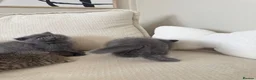 British Shorthair cats for sale: British shorthair kittens - Advert 14