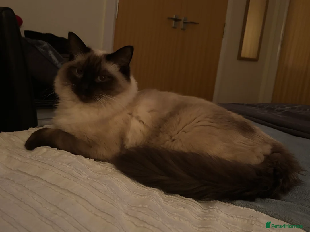 Ragdoll cats for sale: Cooper - Advert 7