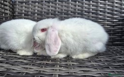 Mini Lop rabbits for sale: Cute Mini Lop Bunnies - Image 2