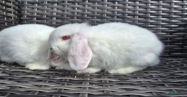 Mini Lop rabbits - Advert 2