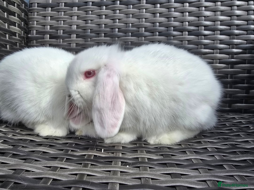 Mini Lop rabbits for sale: Cute Mini Lop Bunnies - Image 2