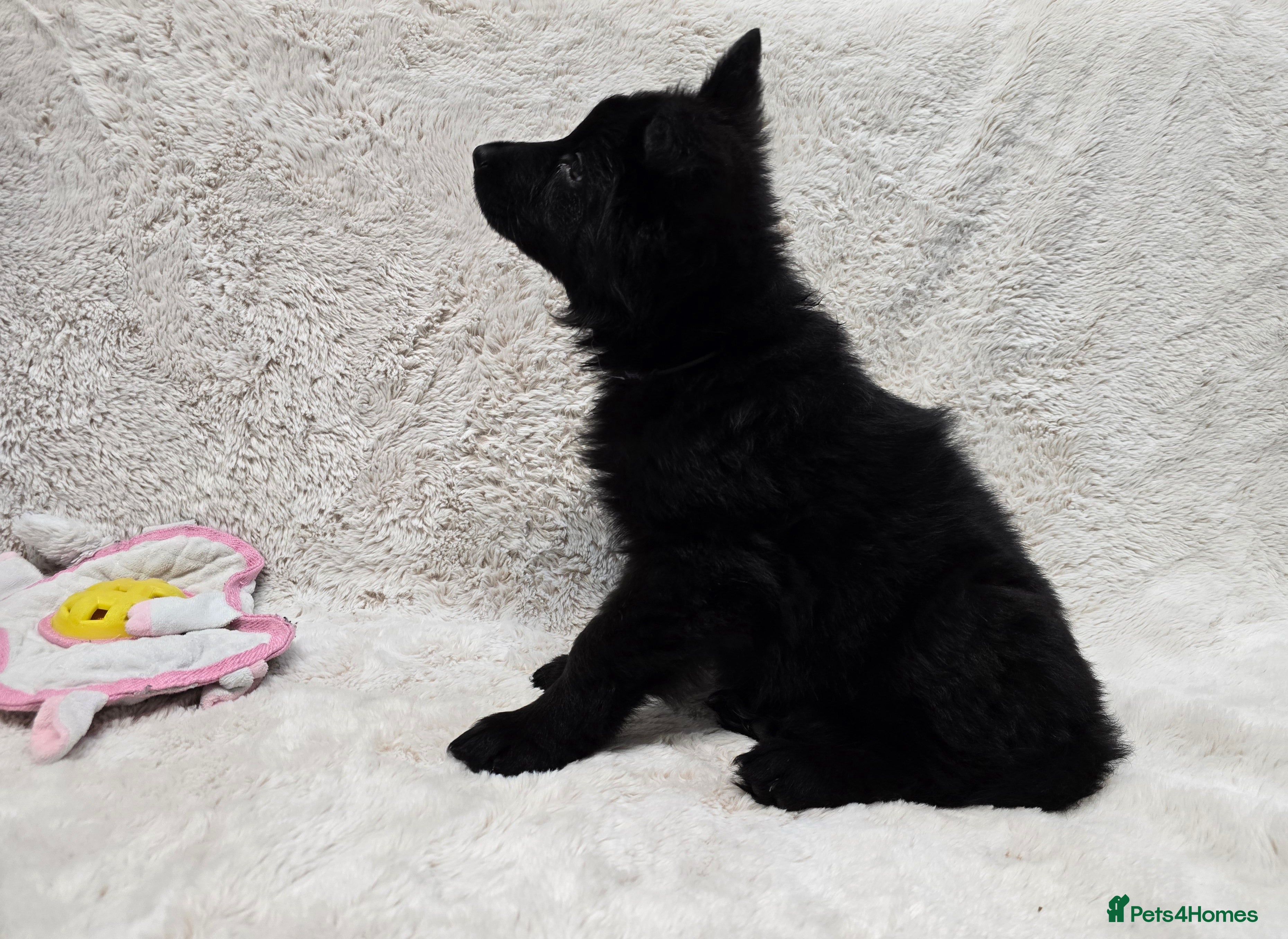 German Shepherd dogs KC, Top Quality Long Hair GSD Puppies  - Advert 5