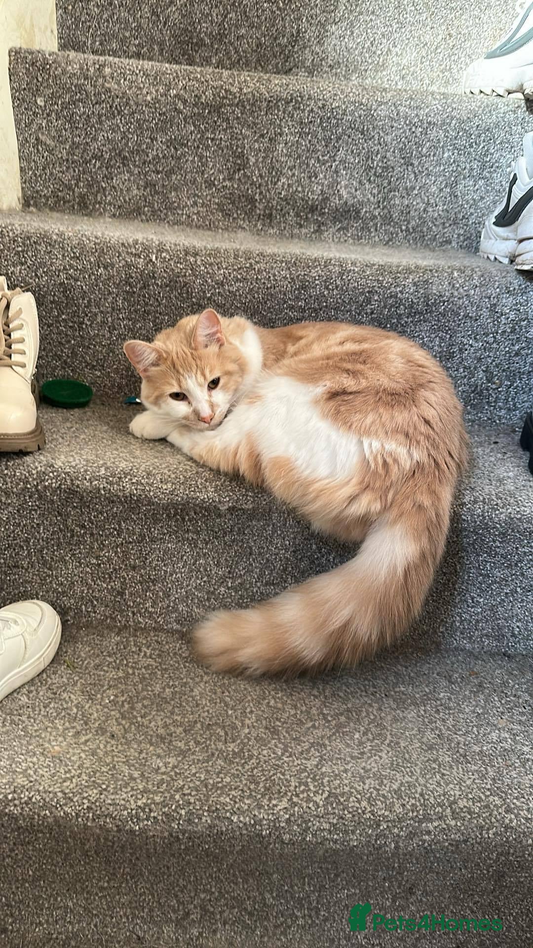 Mixed Breed cats Beautiful and affectionate 1 year old male - Advert 3