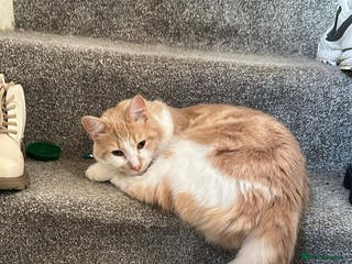 Mixed Breed cats Beautiful and affectionate 1 year old male - Advert 6