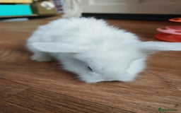 Lionhead rabbits for sale: 4 baby Lionhead rabbits - Advert 2