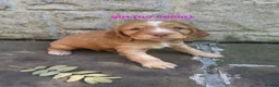 Cocker Spaniel dogs for sale: Beautiful working / show cocker spaniel puppies - Advert 6