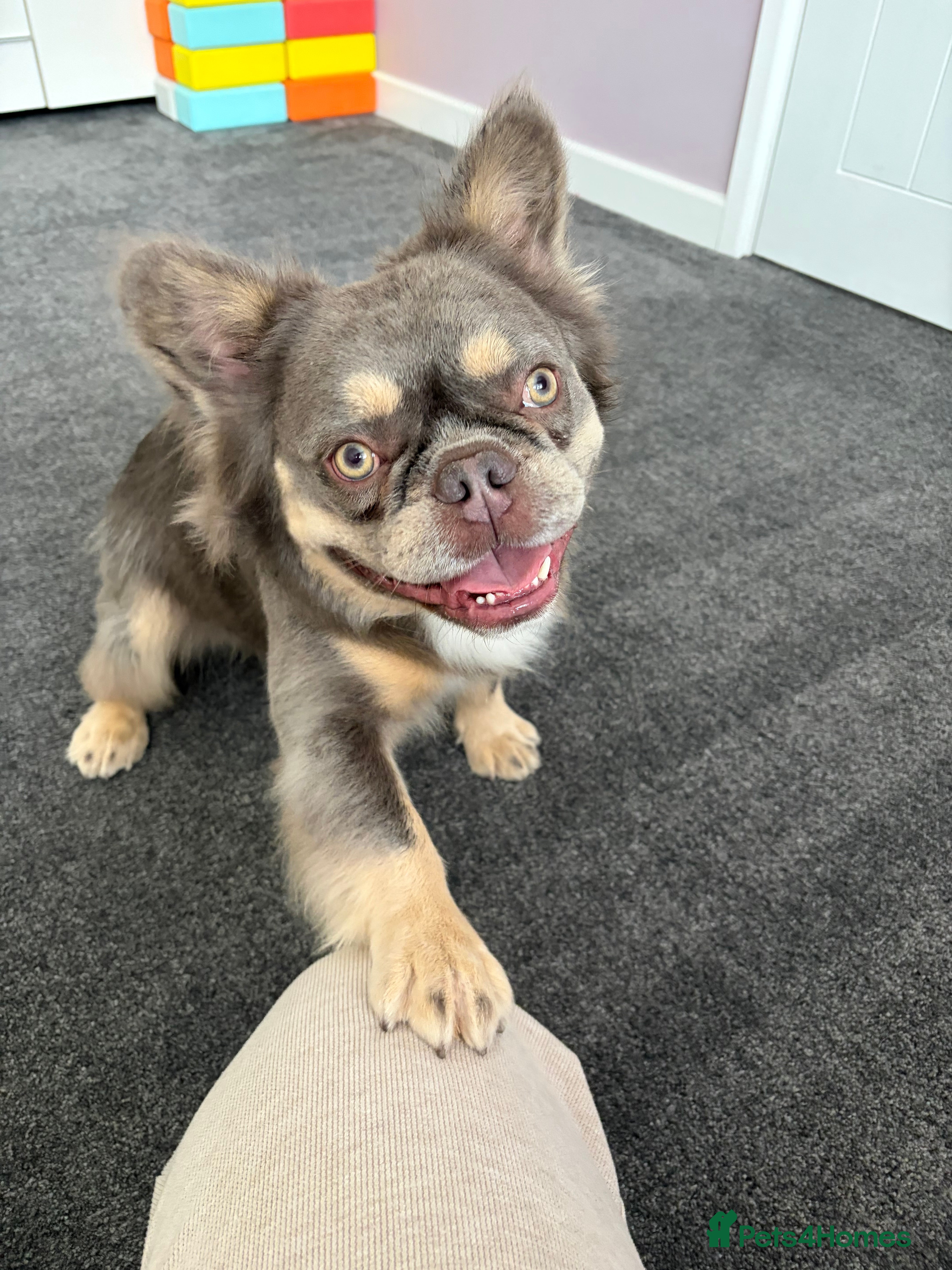 French Bulldog dogs for sale: Fluffy French Bulldog Archie  in Peterborough - Advert 2