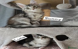 Maine Coon cats for sale: Large pedigree Tica Maine coon kittens READY  - Image 10