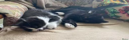 Mixed Breed cats for sale: Domestic kittens that are looking for home ❤️ in Peterborough - Advert 4