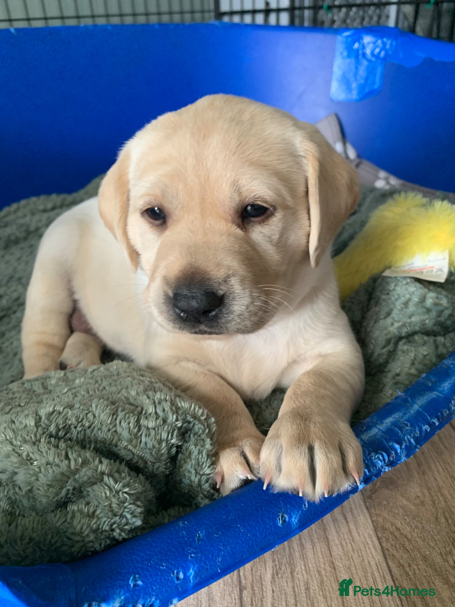 Labrador Retriever dogs for sale: Labrador puppies for sale in Scunthorpe - Advert 5