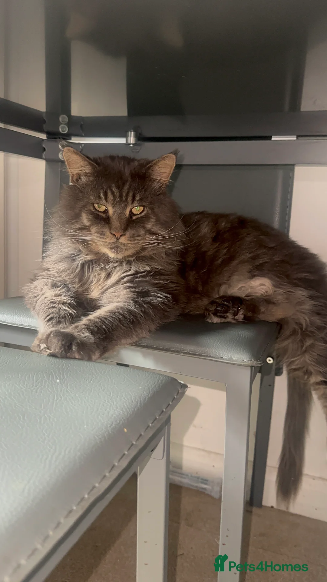 Maine Coon cats for sale: Huge TICA ACTIVE CHAMPIONSHIP BREEDING MALE - Advert 6