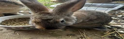 Continental Giant rabbits for sale: Continental Rabbits in Highbridge - Advert 7