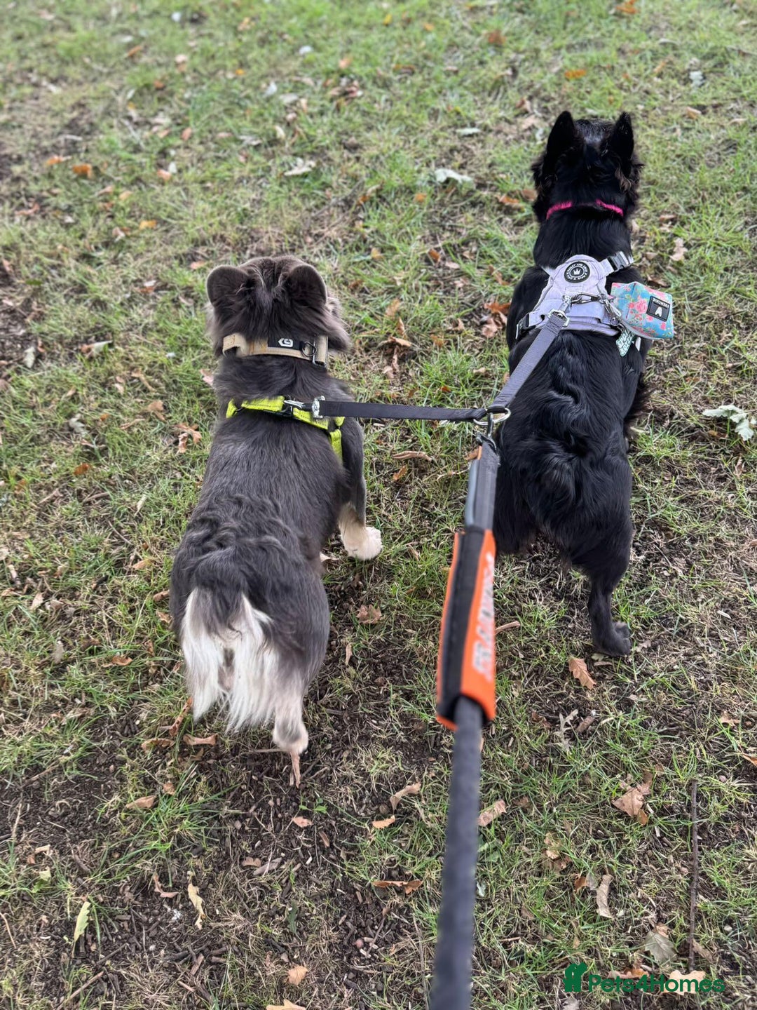 French Bulldog dogs for sale: HIGH QUALITY FLUFFY FRENCHIES  - Advert 12