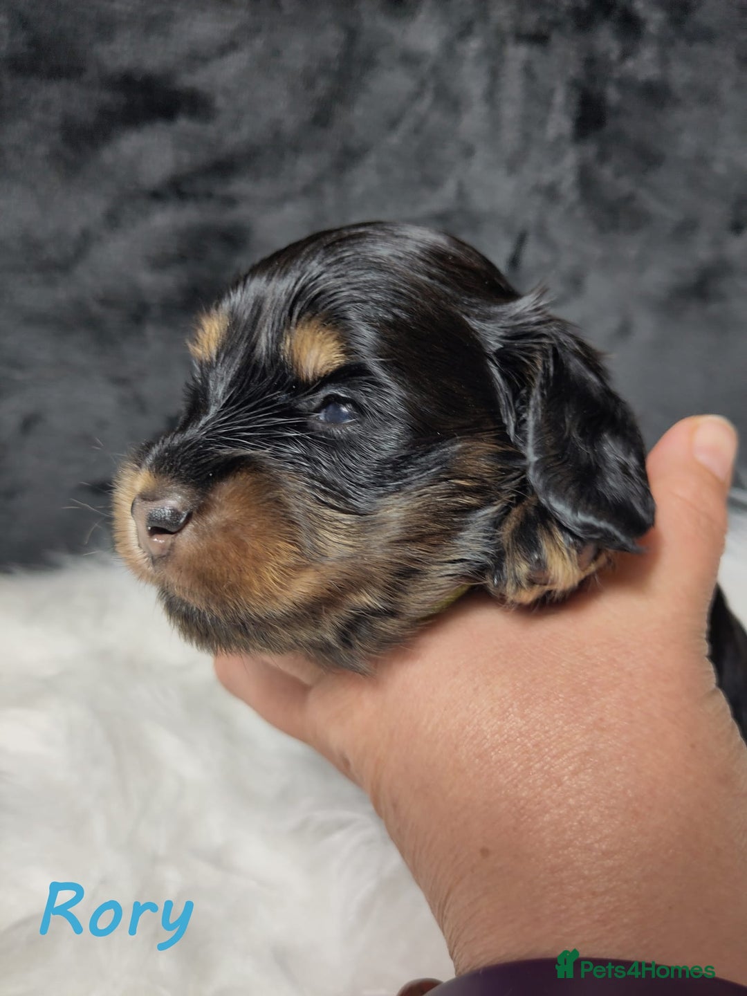 Miniature Dachshund dogs for sale: KC Health tested Licensed breeder 12 years exp - Image 20