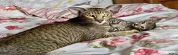 Oriental cats for sale: OSH black tabby female  - Advert 2