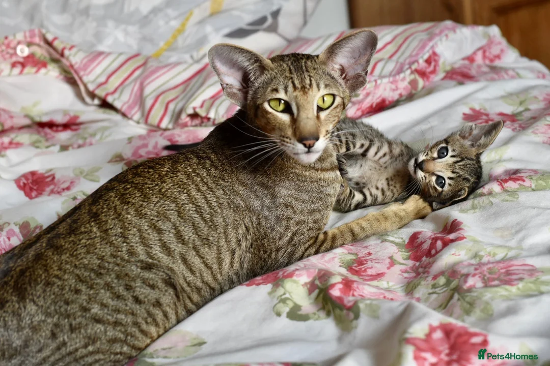 Oriental cats for sale: OSH black tabby female  - Advert 2