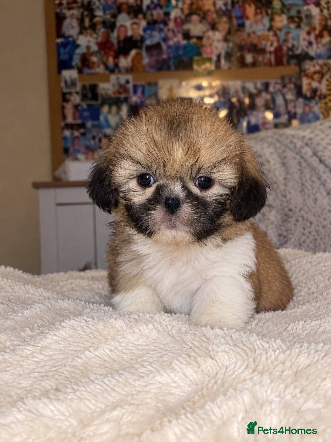 Shih Tzu dogs Beautiful litter of Shih Tzu puppies - Advert 2