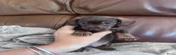 Miniature Dachshund dogs for sale: Gorgeous puppies available  - Advert 13