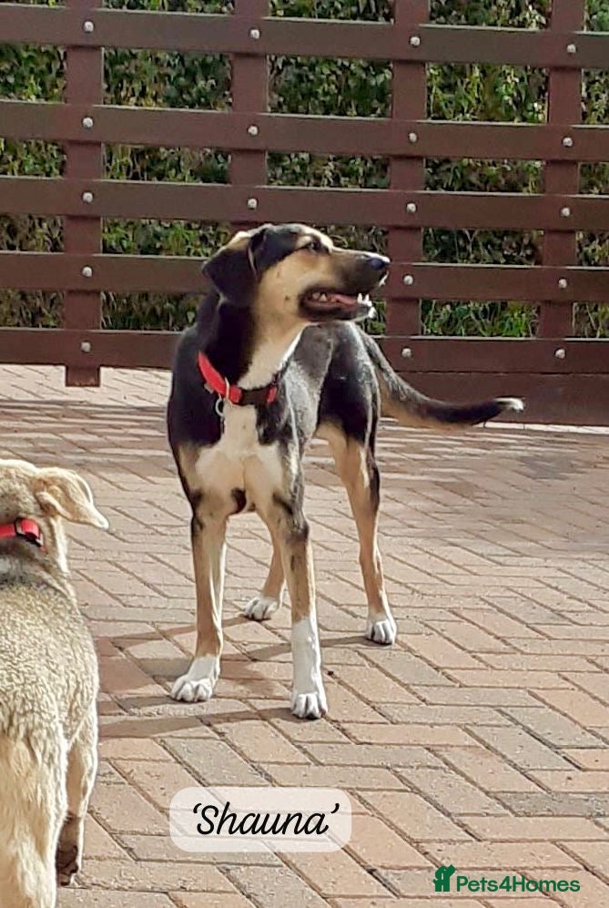 Mixed Breed dogs Shauna, 6 months approx. Available for adoption. - Advert 1