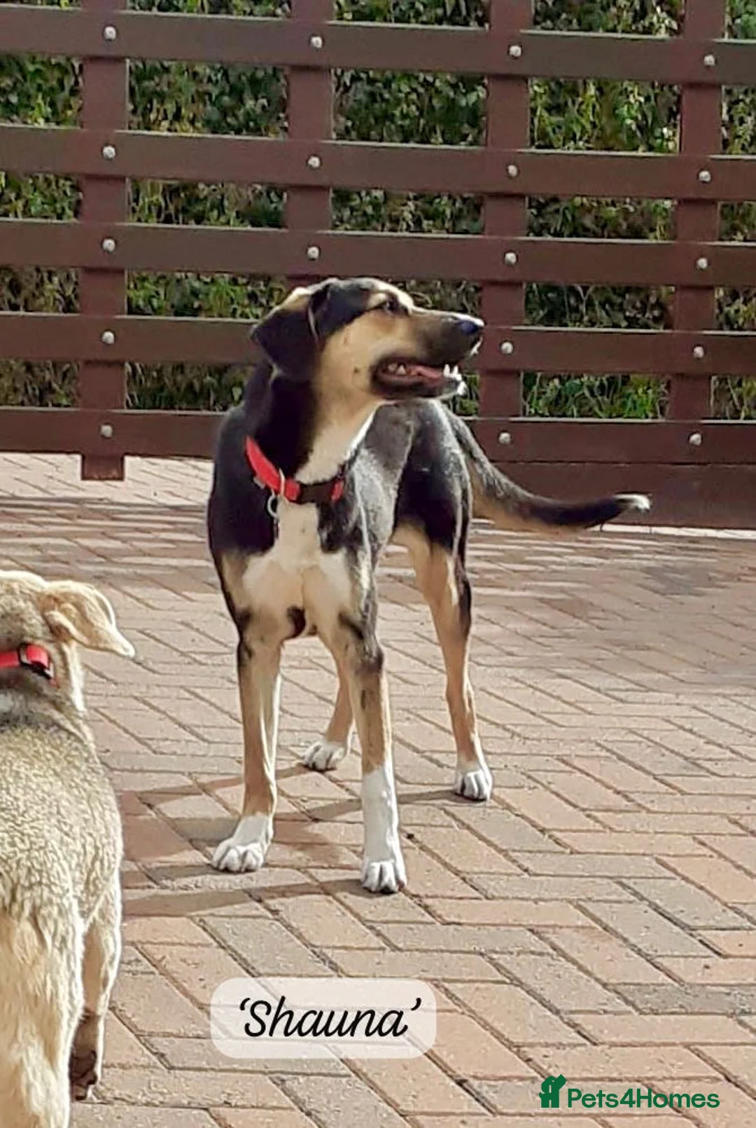 Mixed Breed dogs for adoption: Shauna, 6 months approx. Available for adoption. - Advert 2