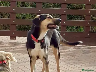 Mixed Breed dogs Shauna, 6 months approx. Available for adoption. - Advert 1