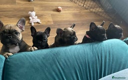 French Bulldog dogs for sale: KcFrenchiePup-HealthTestedParents-Lastone-Readynow in Derby - Image 20