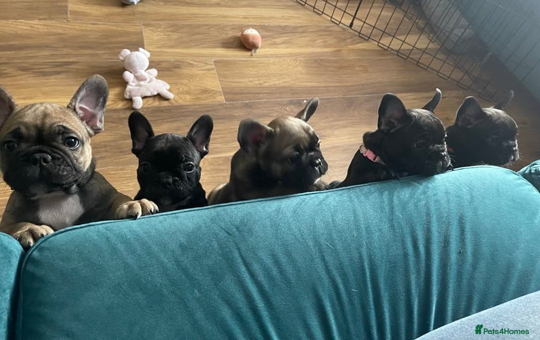 French Bulldog dogs for sale: KcFrenchiePup-HealthTestedParents-Lastone-Readynow in Derby - Image 20