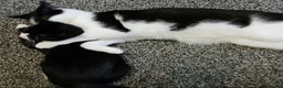 Mixed Breed cats for sale: Free to a good home - Advert 5