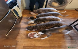 Mixed Breed dogs for sale: F1 whippet x bedlington  - Image 9
