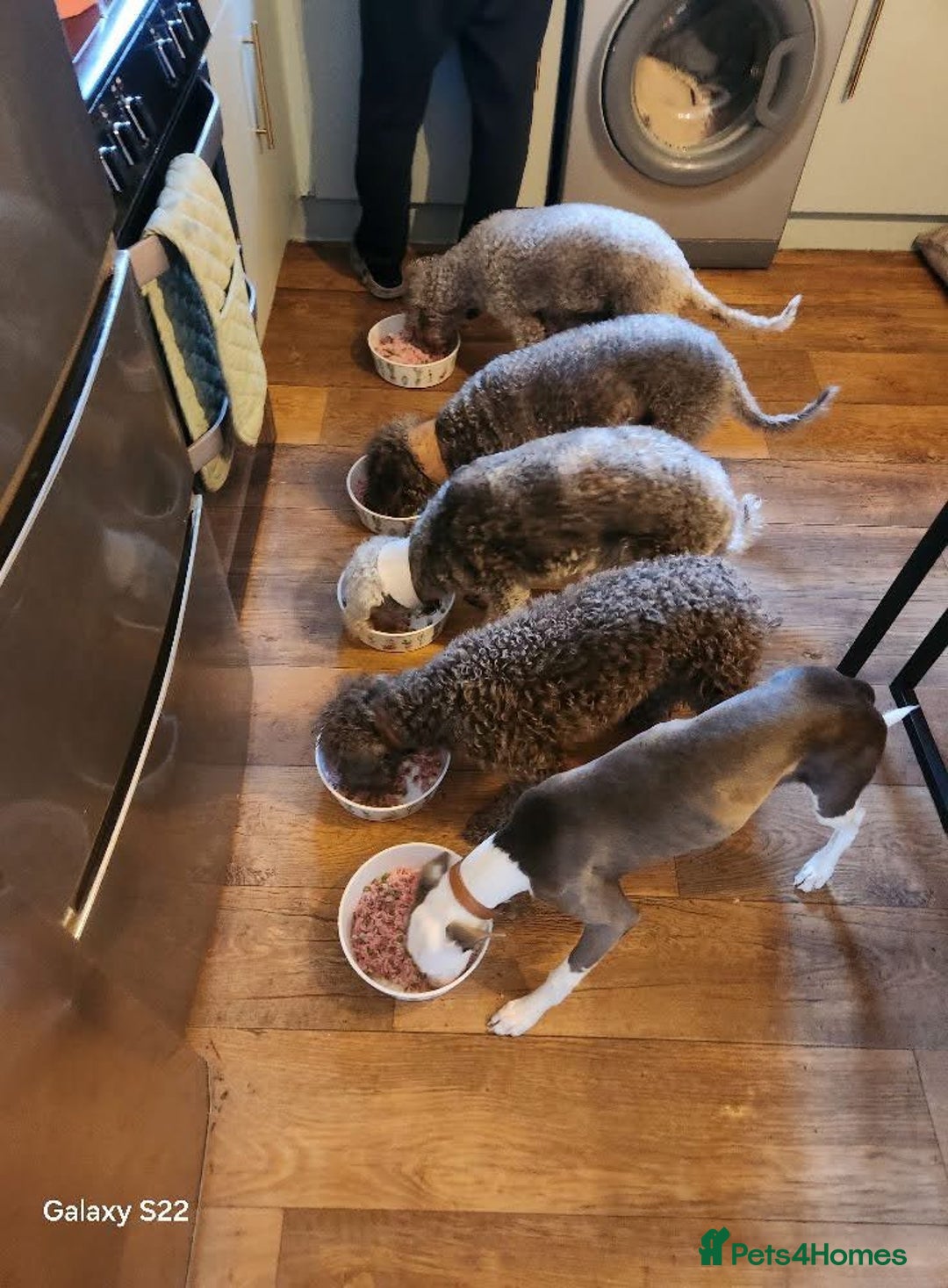 Mixed Breed dogs for sale: F1 whippet x bedlington  - Image 9