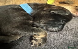 Mixed Breed dogs for sale: Beautiful Inca & handsome Nanuq PUPDATE x2  - Image 19