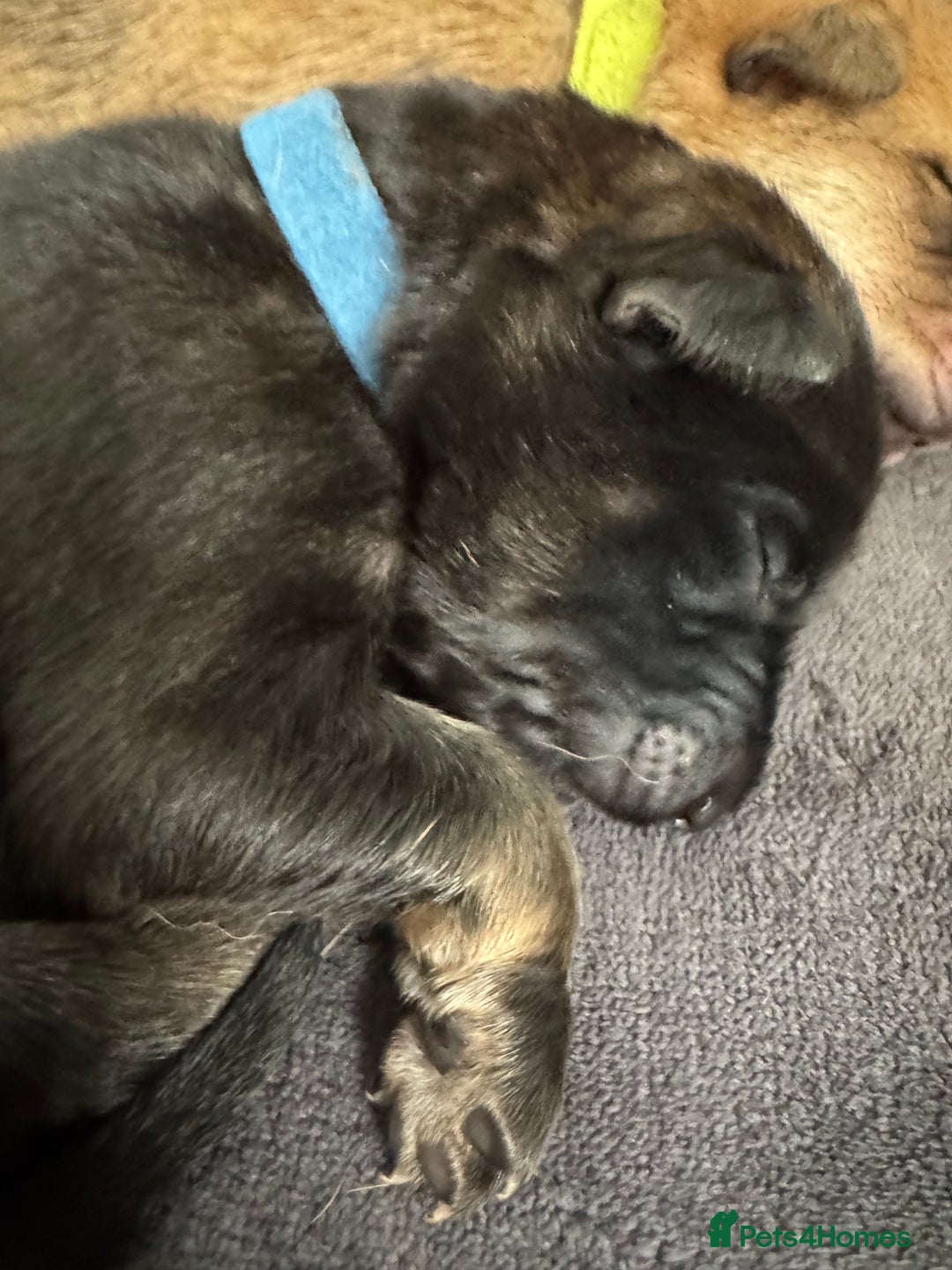 Mixed Breed dogs for sale: Beautiful Inca & handsome Nanuq PUPDATE x2  - Image 19