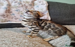 Bengal cats for sale: 🥰✨️2🐆Intelligent Beautiful FullBengal Kittens✨️ in Sutton - Image 31